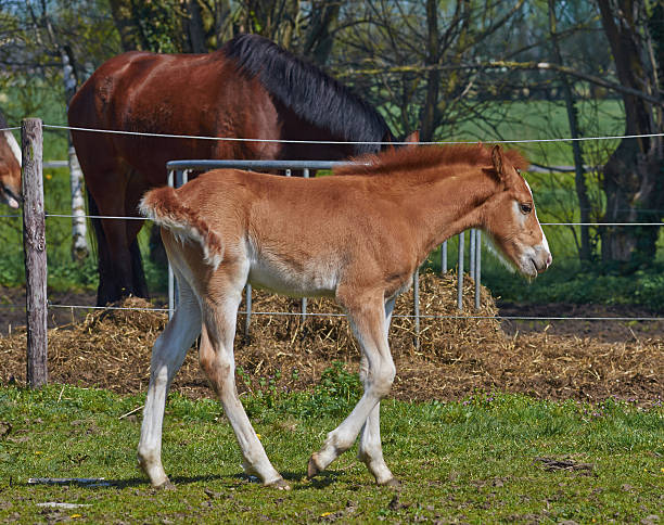 istock Portrait of red foal on a farm. 538865498