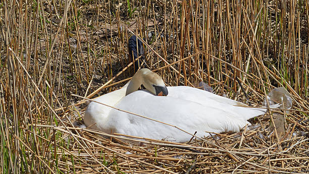 istock White swan is sitting on nest. 538866042