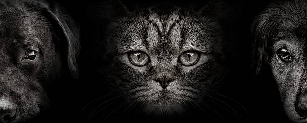 istock dark muzzle labrador and spaniel dog and cat Scottish closeup 538866136