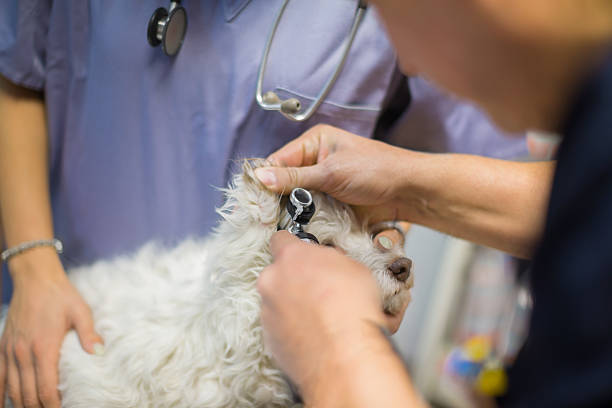 istock Vet checking dog's ear using otoscope 538866236