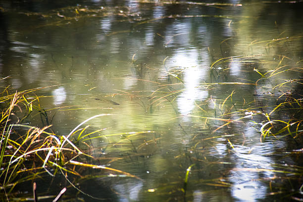 Water plants and a fish in a greenish murky pond.