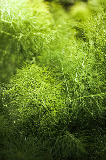 Fennel green feathery leaves close up. Abstract green background.