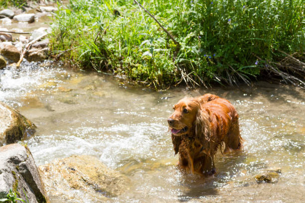 istock English Cocker Spaniel in the creek 538868372
