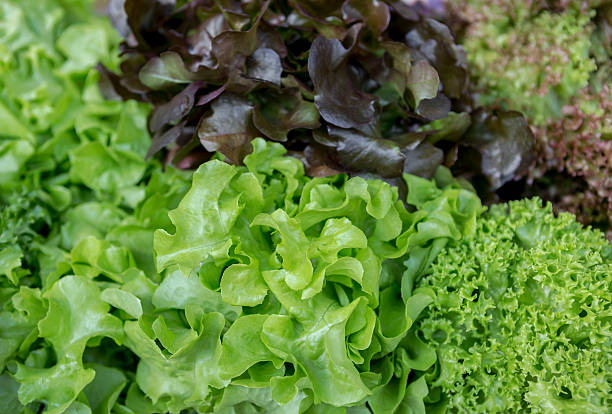 istock Green and red fresh lettuce 538868640