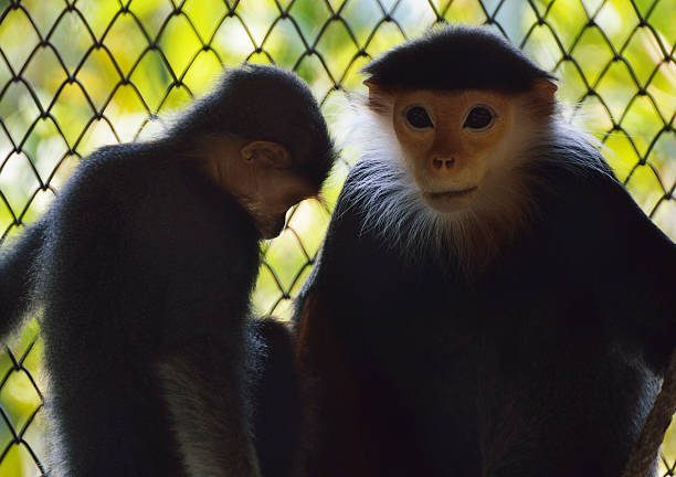 istock Mother monkey with baby monkey over net and blur tree 538869978