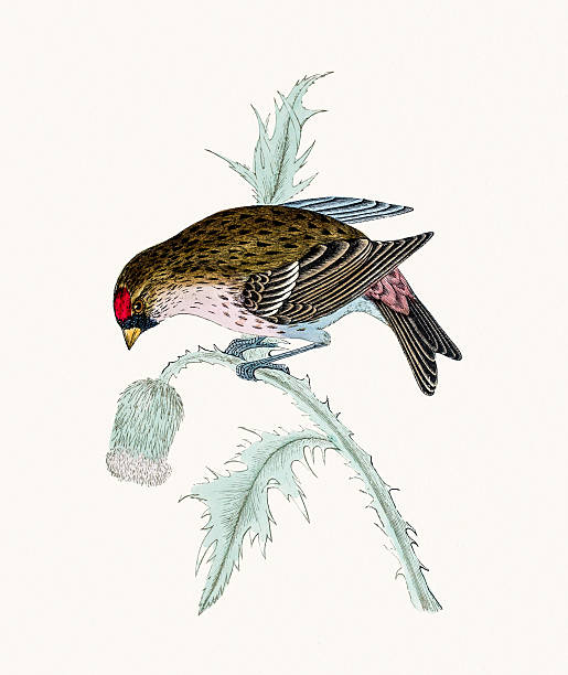 홍방울새 야생조류 - audubon park zoo stock illustrations