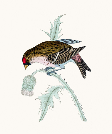 A photograph of an original hand-colored engraving from The History of British Birds by Morris published in 1853-1891.