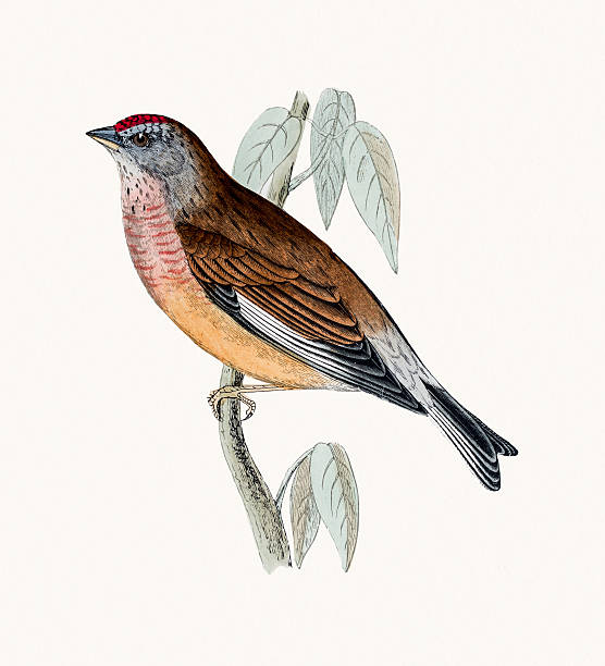 ilustraciones, imágenes clip art, dibujos animados e iconos de stock de pardillo común pájaro - audubon park zoo