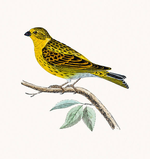 Serin Finch bird A photograph of an original hand-colored engraving from The History of British Birds by Morris published in 1853-1891. serin stock illustrations