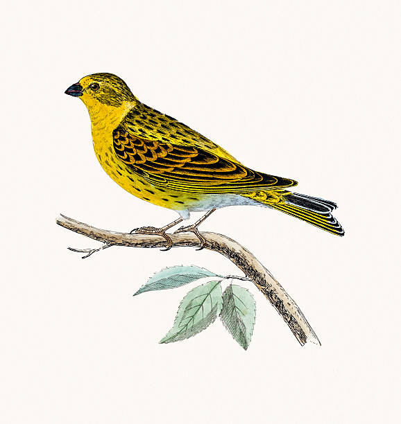 Serin Finch bird A photograph of an original hand-colored engraving from The History of British Birds by Morris published in 1853-1891. taxonomy stock illustrations