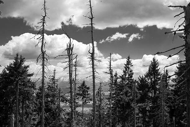 istock Scary forest. Old and dry trees.Black and White mountain landscape. 538870962
