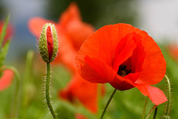 istock Poppy flower in a field 538870980