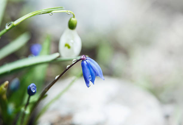 Spring flowers after rain. Snowdrops. stock photo