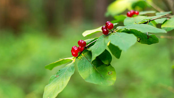istock Berries of the Alpine honeysuckle 538871320