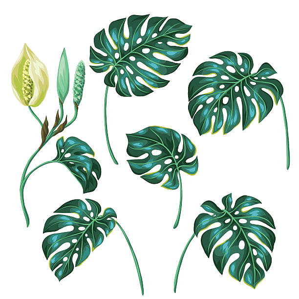 illustrazioni stock, clip art, cartoni animati e icone di tendenza di stilizzato monstera foglie. decorativo immagine di vegetazione tropicale e fiori - cheese plant leaf tree park