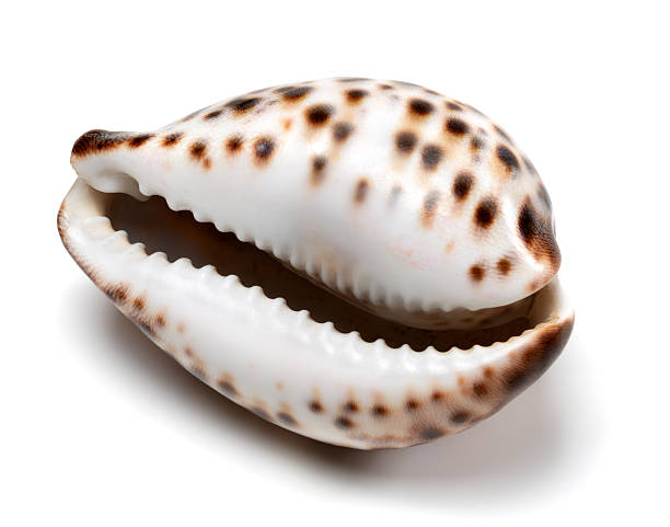 Shell of Cypraea tigris on white Shell of Cypraea tigris isolated on white background. Close-up view. conch shell photos stock pictures, royalty-free photos & images