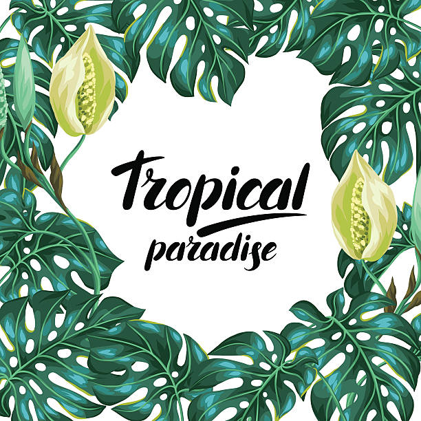 illustrazioni stock, clip art, cartoni animati e icone di tendenza di telaio con monstera foglie. decorativo immagine di vegetazione tropicale e - cheese plant leaf tree park