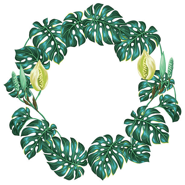 illustrazioni stock, clip art, cartoni animati e icone di tendenza di telaio con monstera foglie. decorativo immagine di vegetazione tropicale e - cheese plant leaf tree park