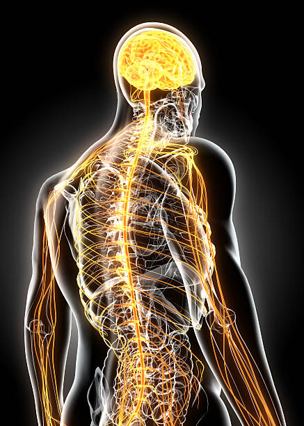3 d ilustración masculino sistema nervioso. - sistema nervioso humano fotografías e imágenes de stock