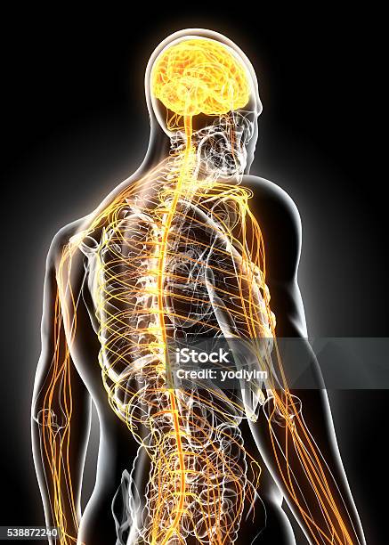 3d Illustration Male Nervous System Stock Photo - Download Image Now - Human Nervous System, The Human Body, Spine - Body Part