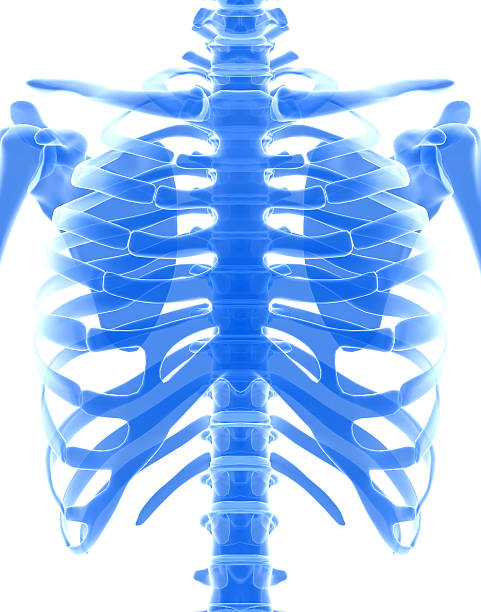 istock 3D illustration of shiny blue skeleton system. 538872828
