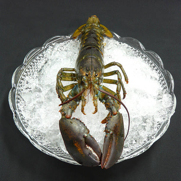 istock seafood platter - fresh boston lobster on ice 8 538874316