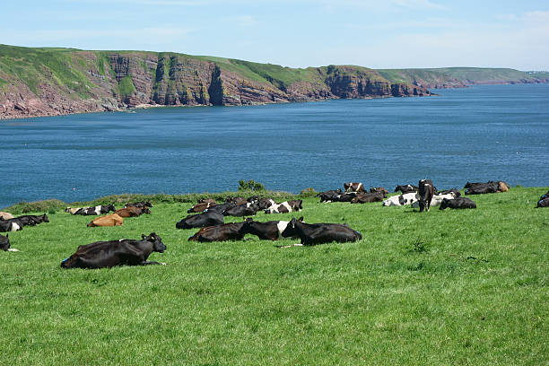 istock Dairy cows resting on the clifftop meadow 538874926