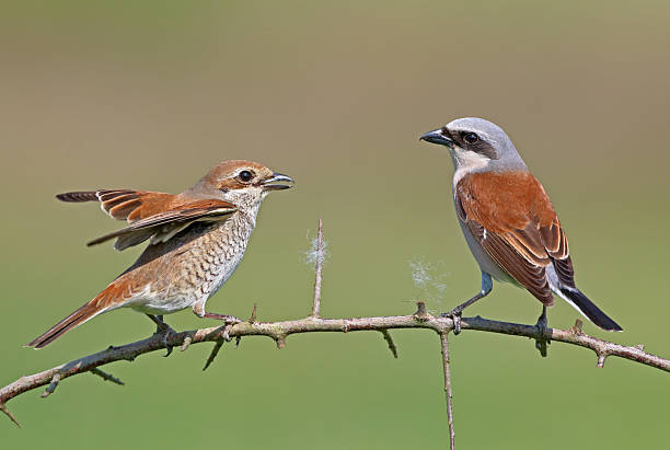 istock Red-backed shrikes (Lanius collurio) mating season 538874930