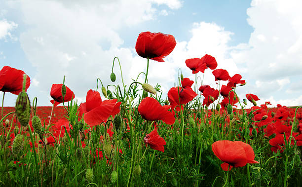 istock Field of red poppies 538875008