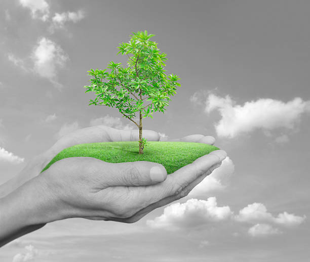 istock Growing green tree in hands over black and white sky 538875104