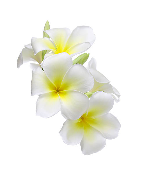 istock Frangipani flower isolated on white background 538875276