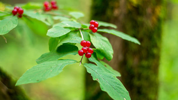 istock Berries of the Alpine honeysuckle 538875524