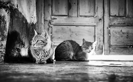 domestic cats sitting at the old wooden door
