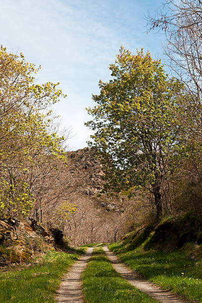 보행자로 봄 - landscaped spring canada footpath 뉴스 사진 이미지