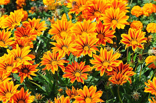 treasure flower in garden