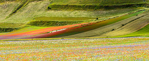 istock Piano Grande di Castelluccio (Italy) 538876805
