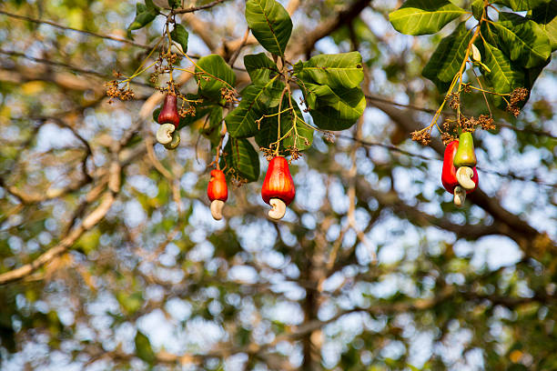 Cashew fruits (Anacardium occidentale) growing on a tree. This extraordinary nut grows outside the fruit