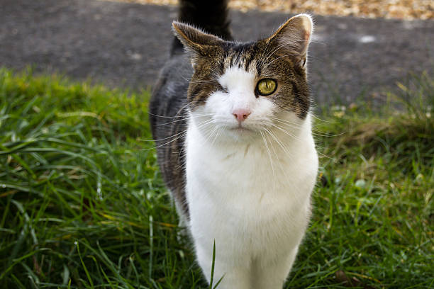 istock One eyed domestic cat 538877049