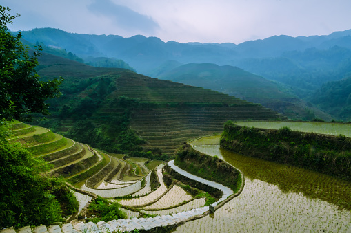 terraced rice field in asia in the morning