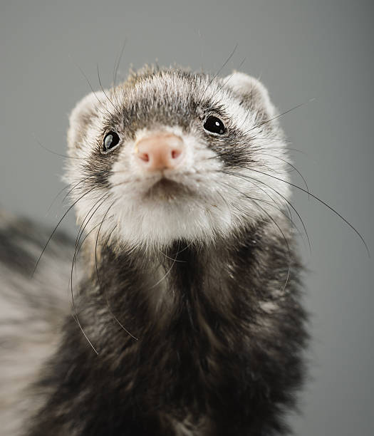 Portrait of a ferret looking to the camera stock photo
