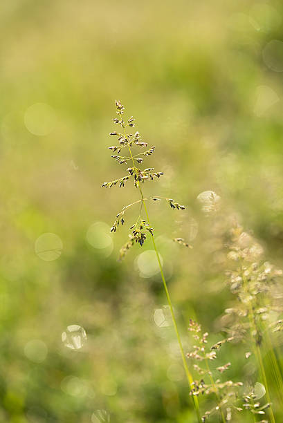 istock Closeup photo of grass seed 538877306