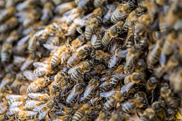istock Swarm of bees on the beehive 538877630