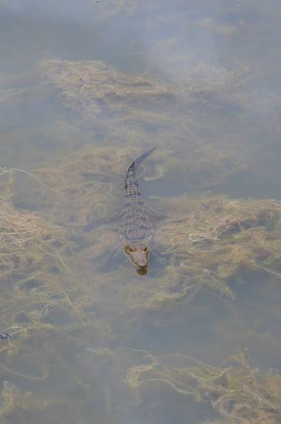 istock Baby Crocodile Resting in Pond 538877843
