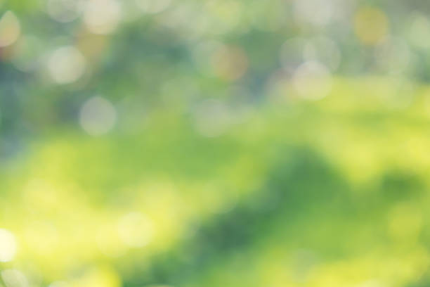 istock Abstract green nature background with blurry bokeh defocused 538877915