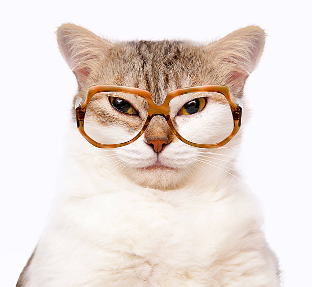 istock portrait of cat 538878201