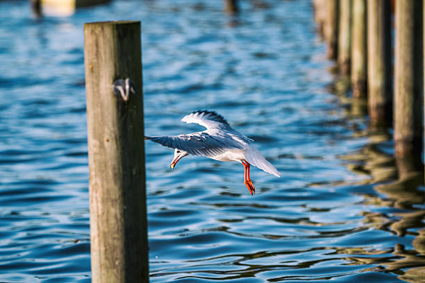 istock Seagull flying around a bay at a seashore. 538878480