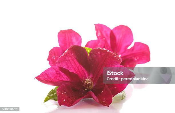 Beautiful Blooming Clematis Stock Photo - Download Image Now - 2015, Abstract, Beauty