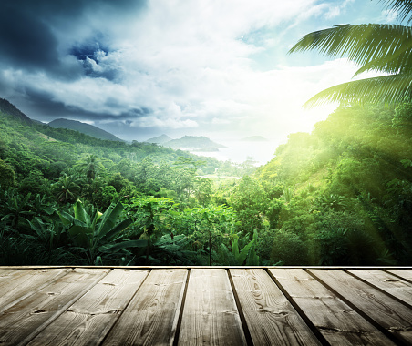 jungle of seychelles island