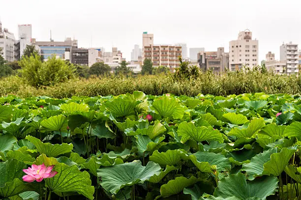 Photo of Waterlily - lotus in Ueno park