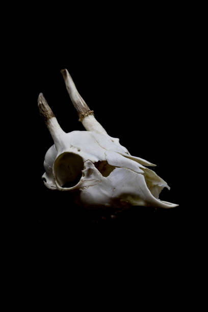 istock Deer Skull with Odd Antlers on black background 538879234